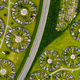 Imagen: Daily Overview